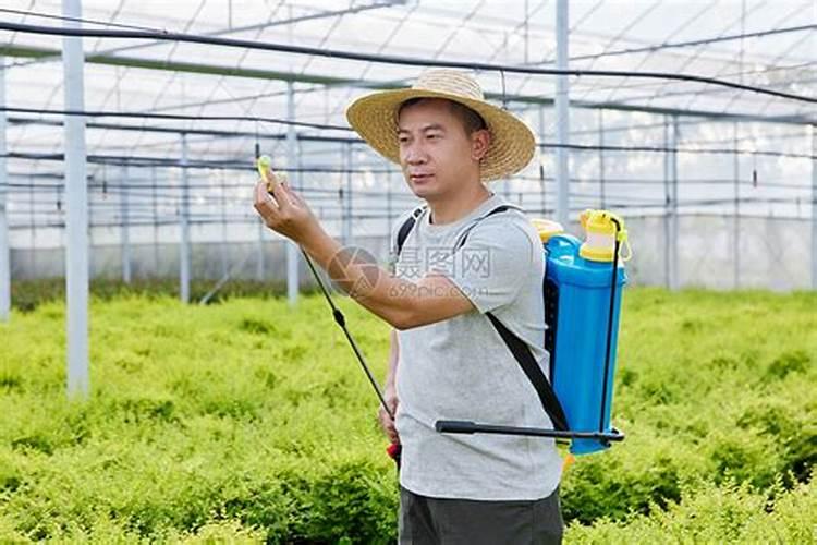 夏季北方(洛阳)绿化养护详细办法