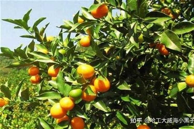 金桔树怎么养才长得好