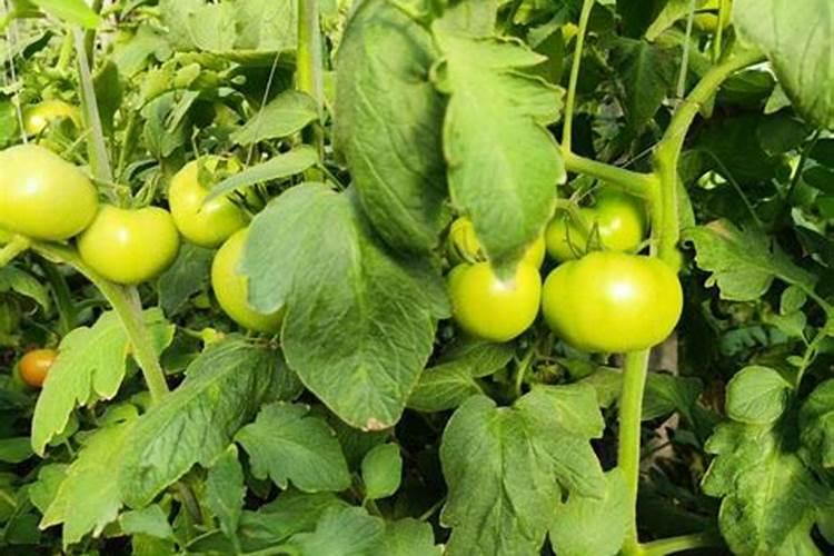 芹菜叶面肥用什么好 注意事项有哪些