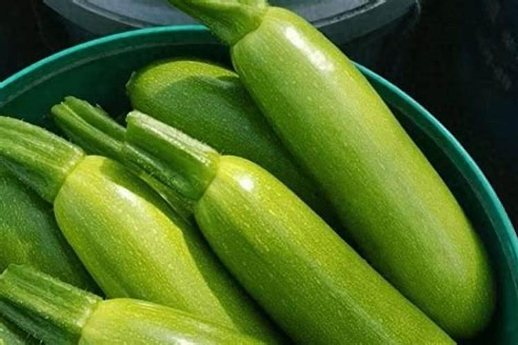 西葫芦露天种植怎么浇水施肥最好