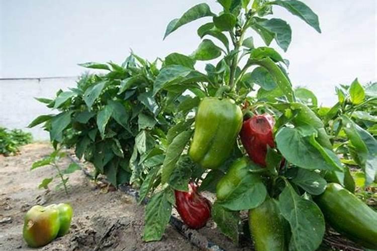 种辣椒用什么肥料比较好