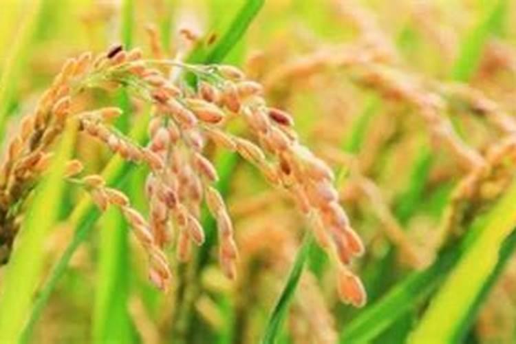 水稻施肥时间和用量