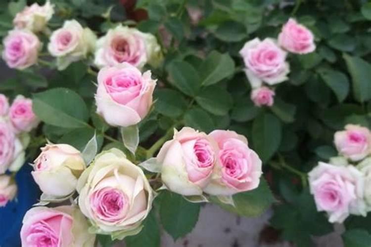 使月季开花施什么肥