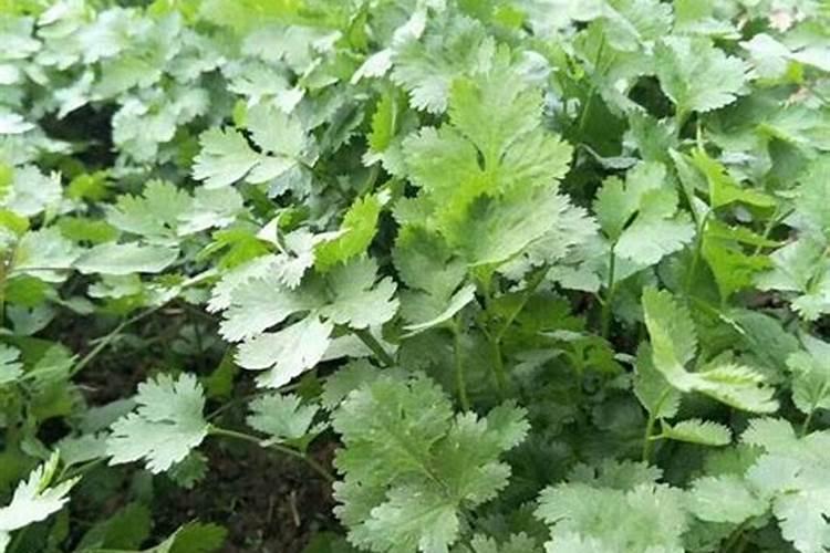 香菜浇什么肥料合适