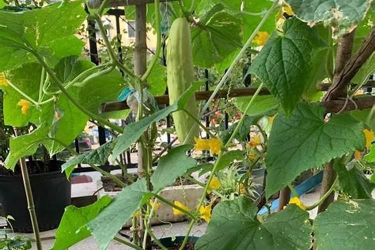 黄瓜施什么肥料最好