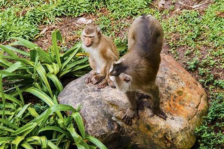 猕猴桃什么时间施叶面肥好 猕猴桃施肥时间和方法