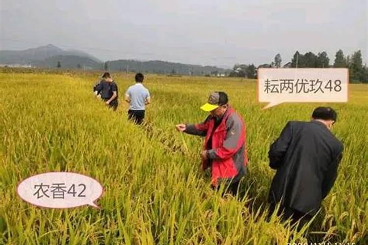 鱼蛋白肥料的功效与作用