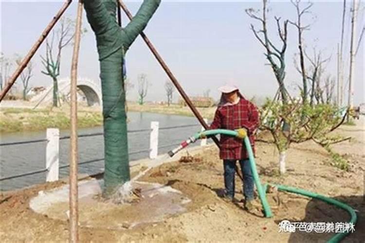 香樟树移植后怎么浇水？香樟移栽后浇水施肥方法