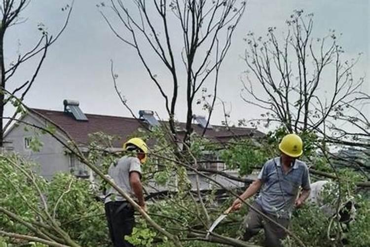 香樟树如何施肥
