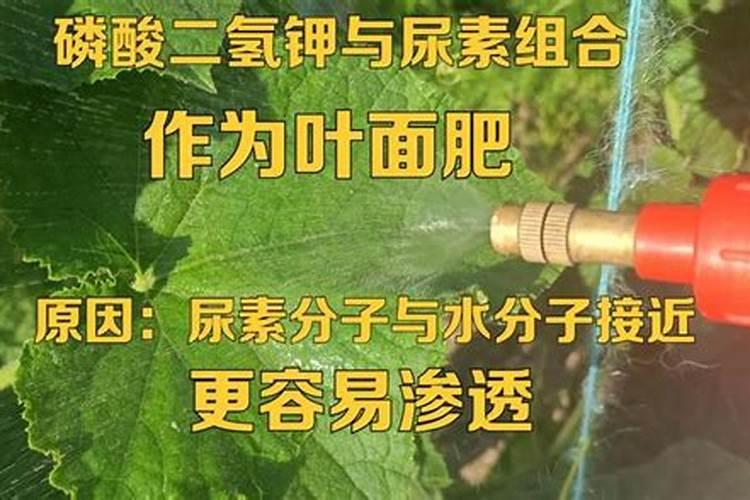 磷酸二氢钾与敌克松能混用吗？