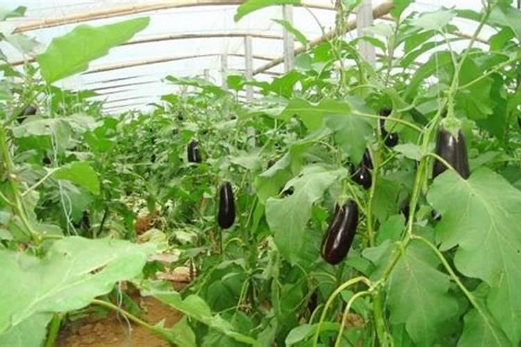 大棚种植茄子需要什么肥料