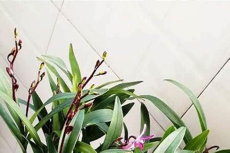 石斛兰如何施肥