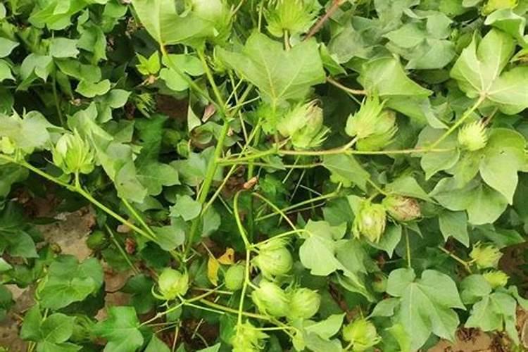 棉花每个生长周期的施肥方案 施肥用一铵还是用二铵