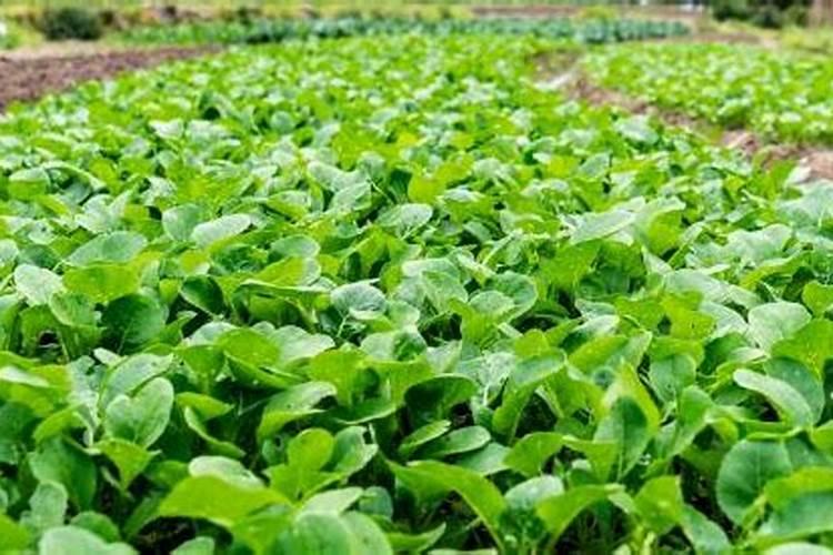 尿液可以做肥料吗