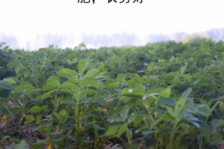 花生不同生长阶段的叶面肥使用技巧 花生应该怎么施肥