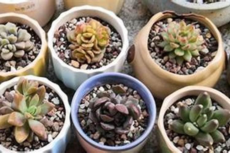 微量元素肥料在植物体内的作用及施用方法？