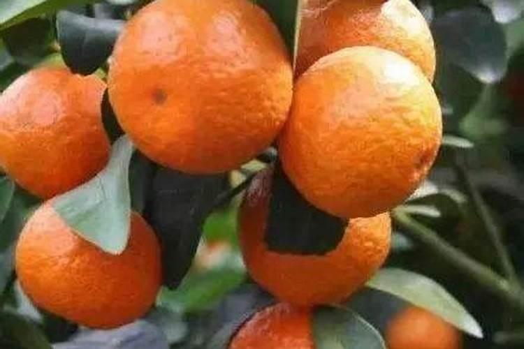 硝酸铵钾化肥用途是什么