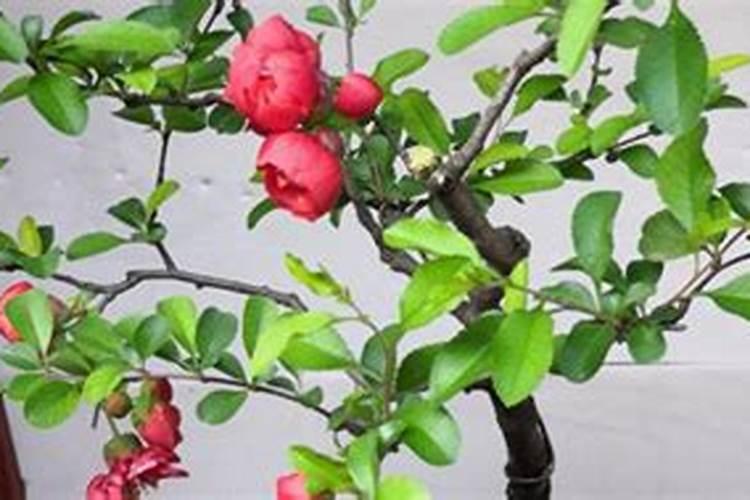 贴梗海棠该如何正确养护