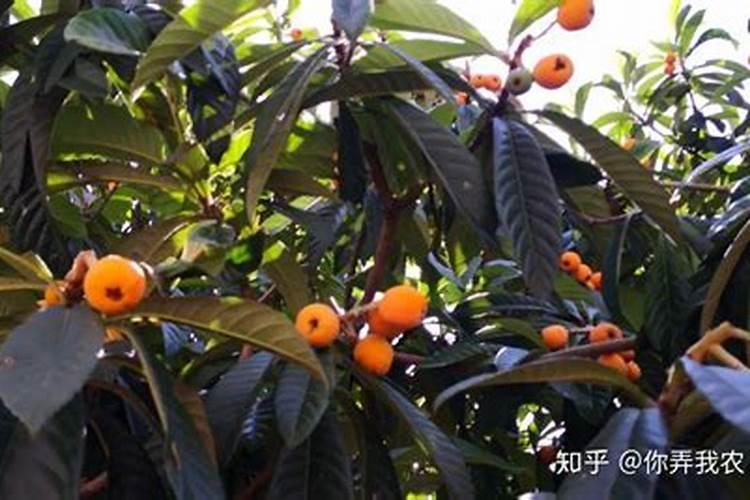 枇杷开花可以打联苯肼酯吗