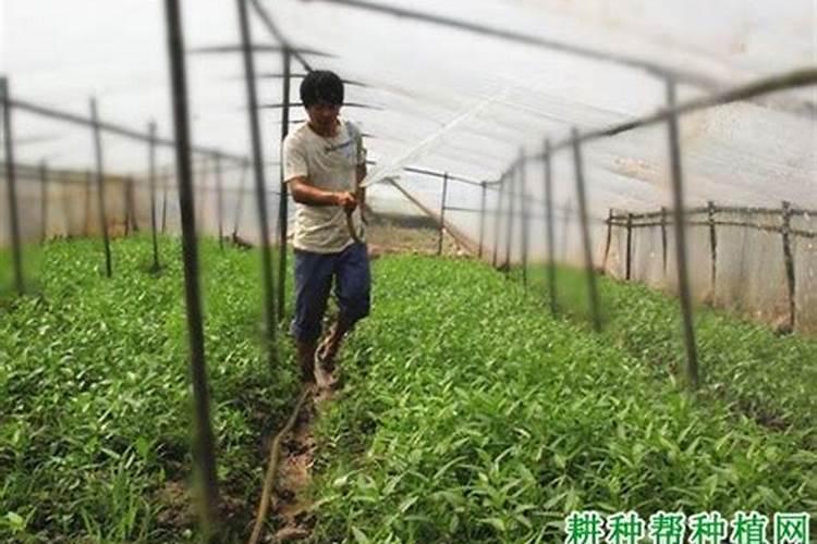 空心菜高产栽培注意什么 空心菜怎么施肥浇水