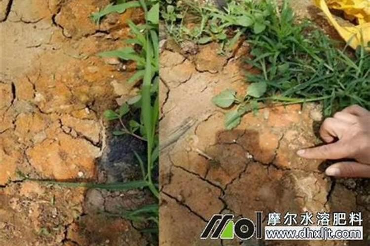 一盆兰花多少粒复合肥 好康多兰花肥如何用