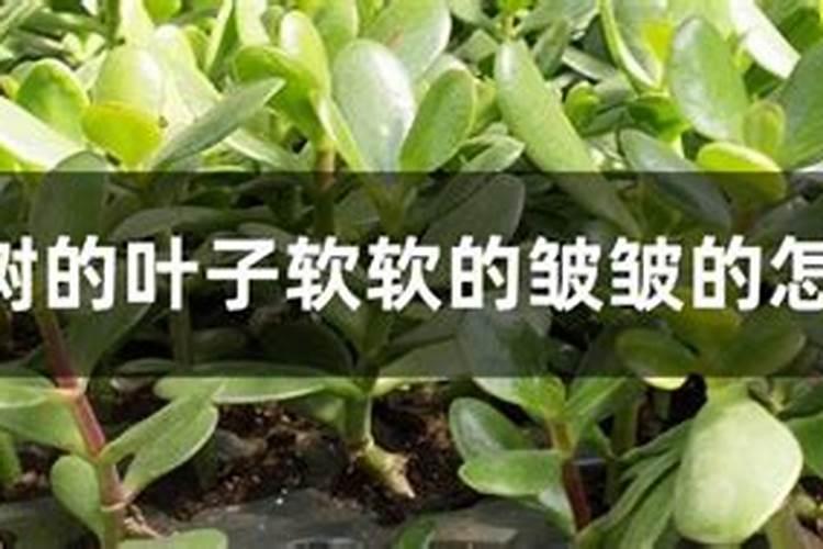 发财树、玉树怎么养轻松变成老桩盆景