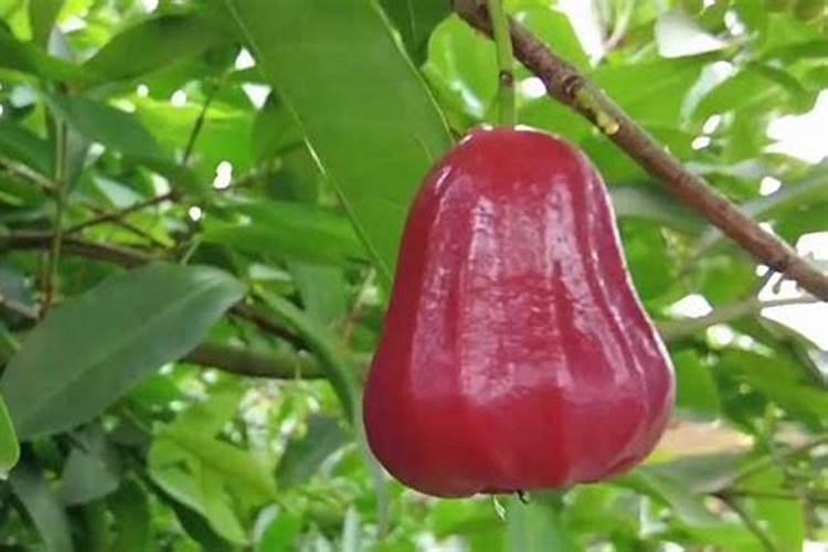 莲雾腐烂用什么肥料最好？