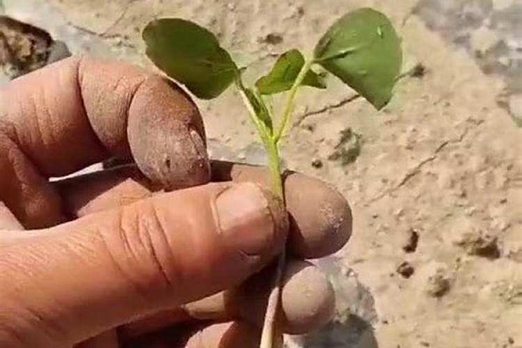 黄瓜生根用什么肥