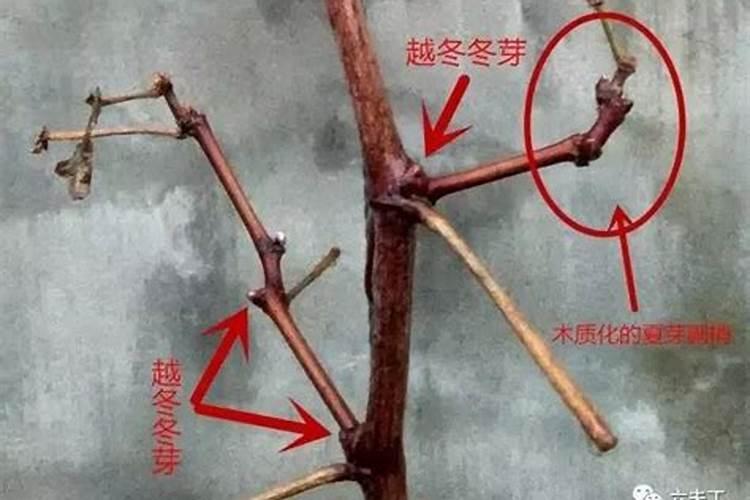 葡萄花期用什么肥料