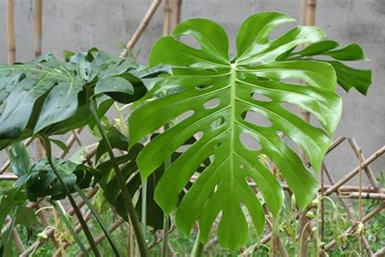 龟背竹施什么肥好,龟背竹施氮磷钾肥最好