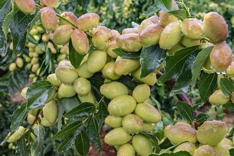 种植红枣的水肥管理技术有哪些 养殖方法总结