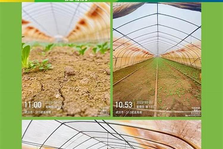 三个二十大量元素水溶肥喷施小麦一亩地最多用多少克