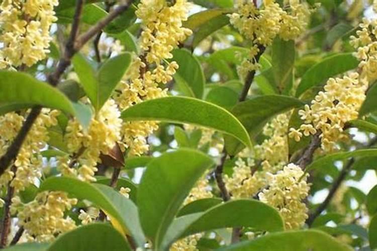 桂花施什么肥料最好