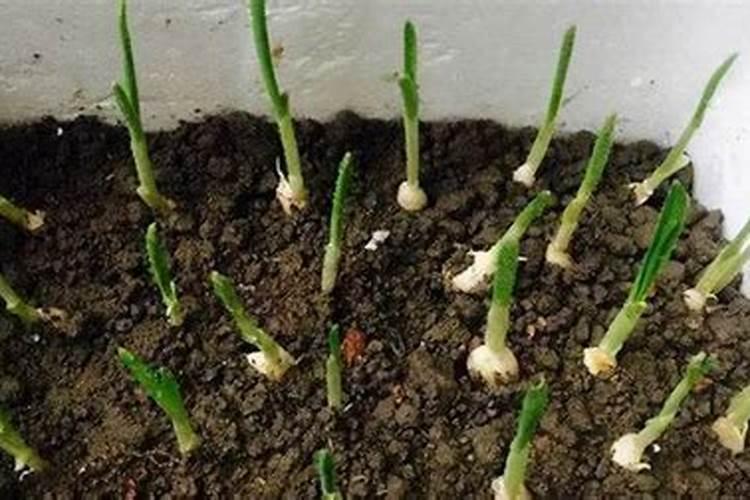 大蒜专用肥,种植大蒜用什么肥料好