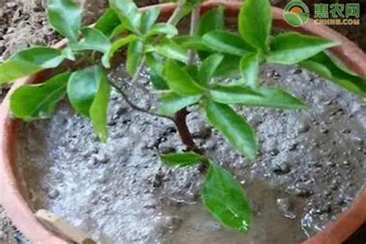 枇杷树怎么样移栽成活率高？