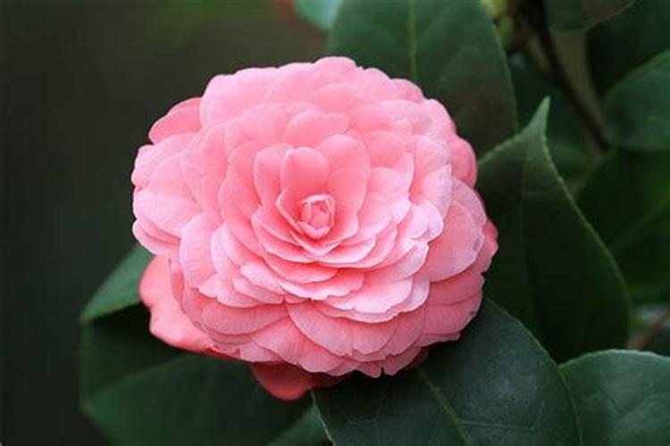 茶花土壤如何配