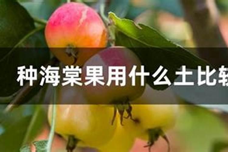 海棠花可以喷磷酸二氢钾叶面肥吗