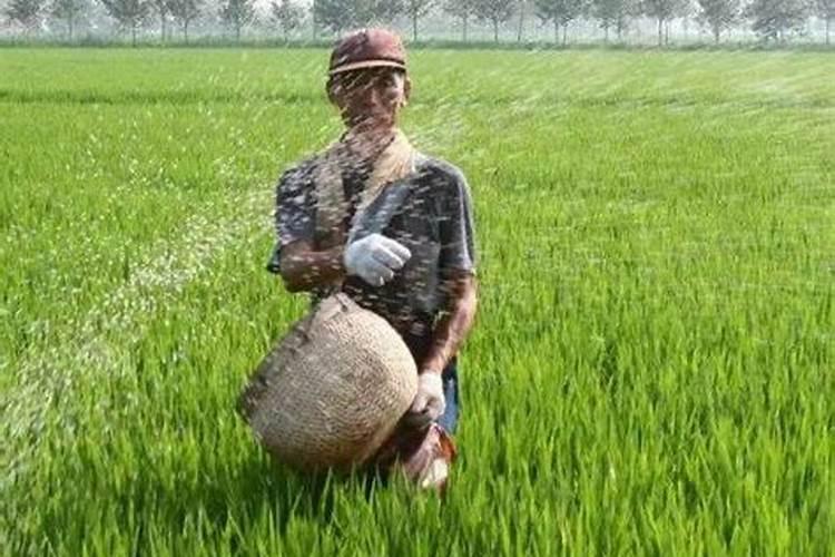 台湾青枣的整枝修剪