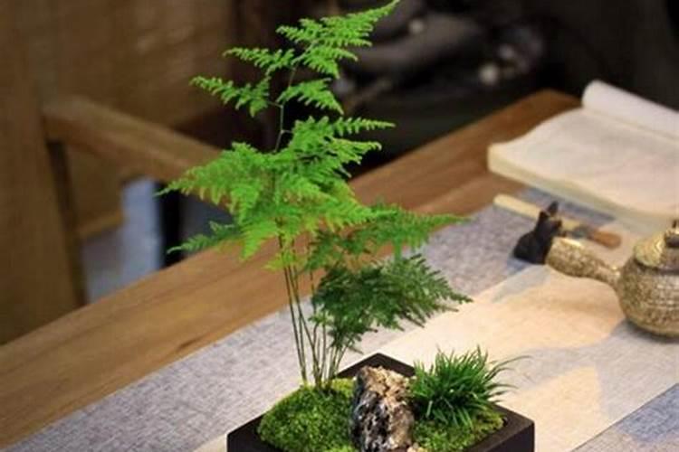 文竹叶子需不需要喷水 给文竹叶子喷水要注意什么