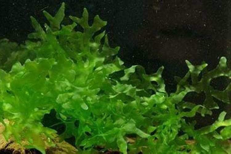 海藻肥属于什么肥料,附使用方法