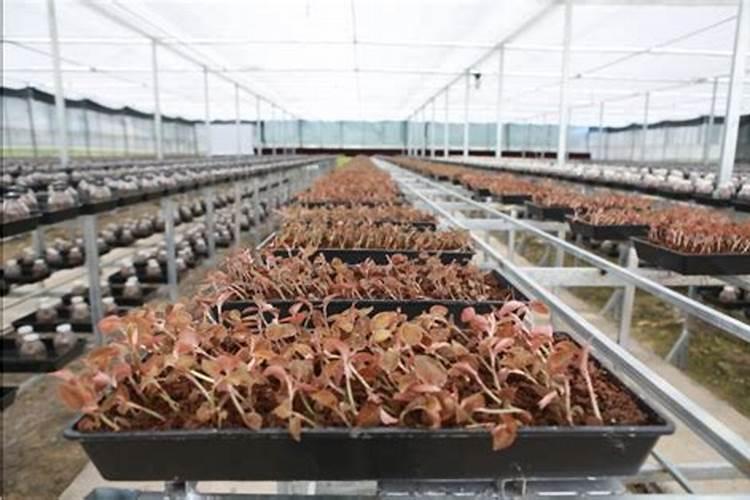 。金线莲用什么叶面肥最好,有专用叶面肥吗？