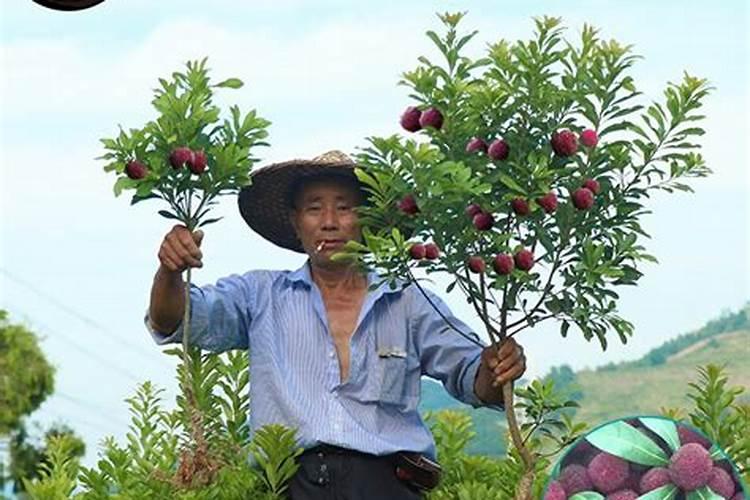 玉米专用叶面肥什么牌子好