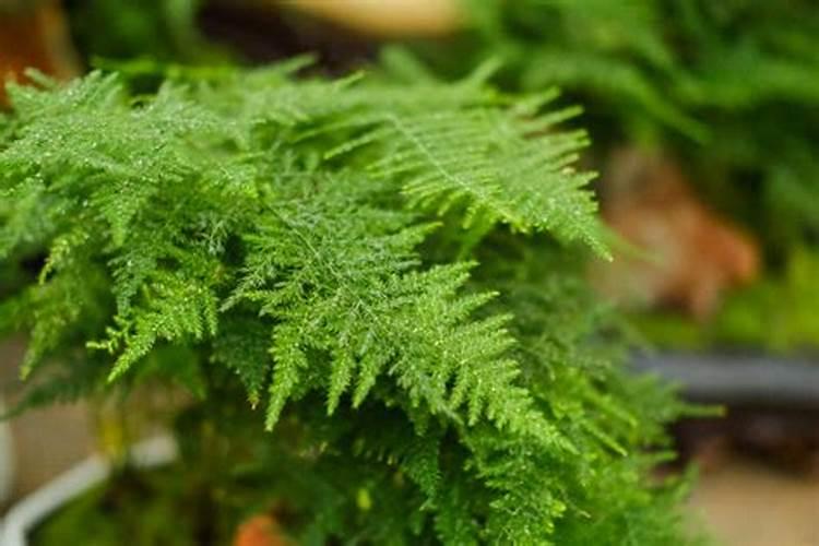 香芋香芋的养殖方法/香芋的养护知识