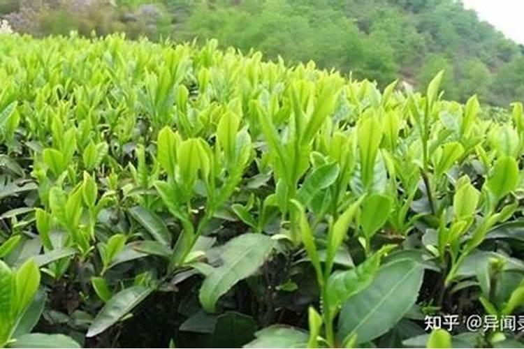 茶树最忌三种肥料