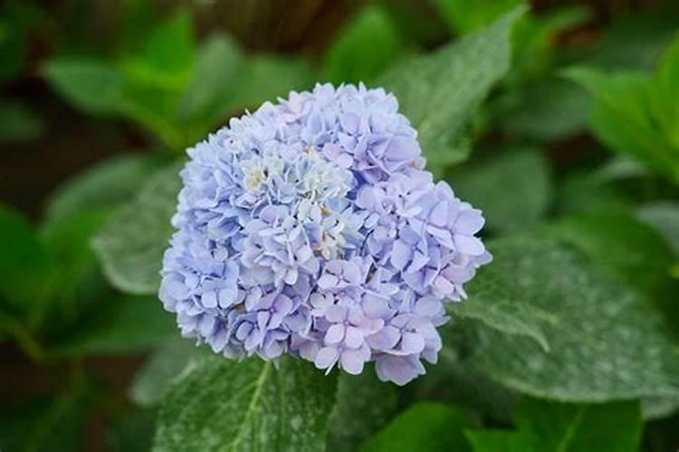 绣球花怎么施肥,绣球花施肥方法