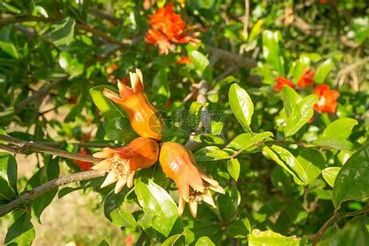 石榴树浇尿素没事儿吧!