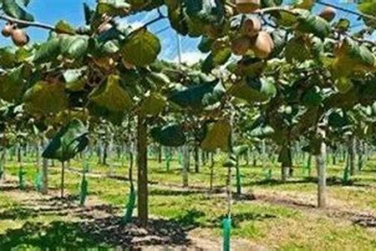 种植猕猴桃想要果实膨大,都有哪些肥料更适合？