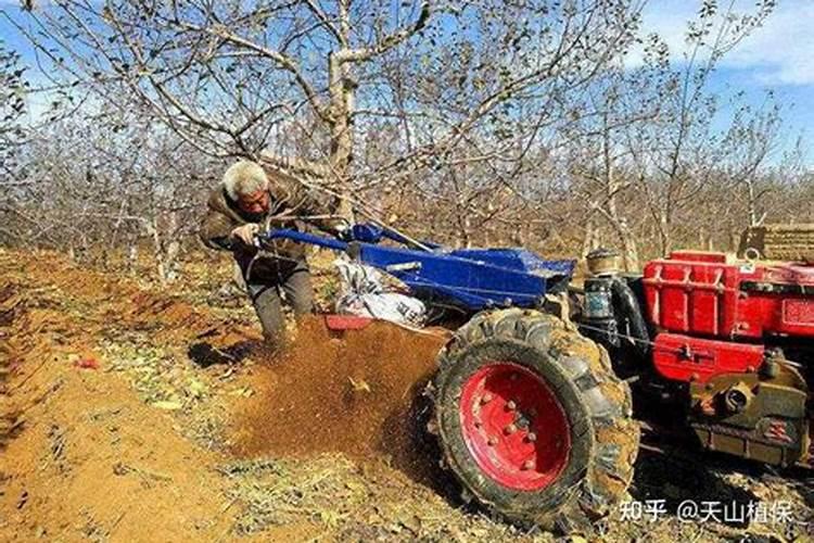 果树开春施肥技巧