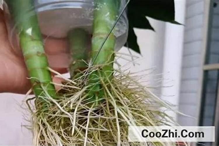 辣椒苗喷什么生根快
