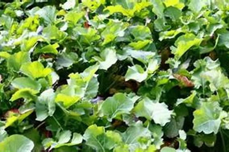 油菜盛花期能喷叶面肥吗